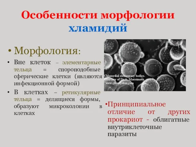 Особенности морфологии хламидий Морфология: Вне клеток – элементарные тельца =