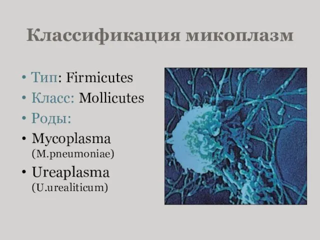 Классификация микоплазм Тип: Firmicutes Класс: Mollicutes Роды: Mycoplasma (M.pneumoniae) Ureaplasma (U.urealiticum)