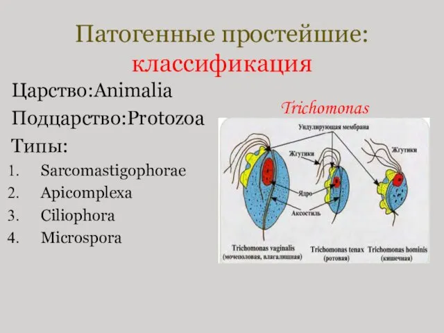 Патогенные простейшие: классификация Царство:Animalia Подцарство:Protozoa Типы: Sarcomastigophoraе Apicomplexa Ciliophora Microspora Trichomonas