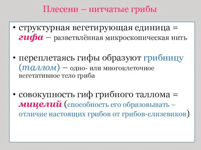 Плесени – нитчатые грибы структурная вегетирующая единица = гифа –