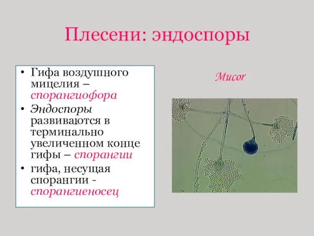 Плесени: эндоспоры Гифа воздушного мицелия – спорангиофора Эндоспоры развиваются в