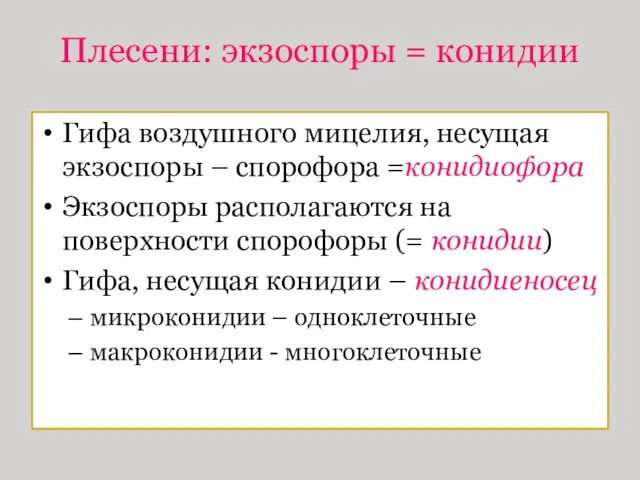 Плесени: экзоспоры = конидии Гифа воздушного мицелия, несущая экзоспоры –