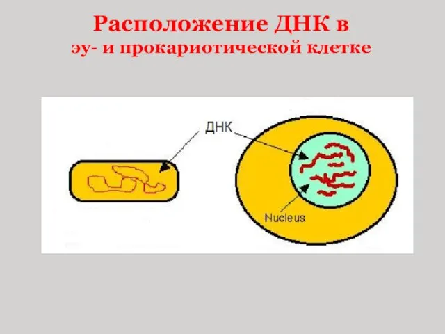 Расположение ДНК в эу- и прокариотической клетке