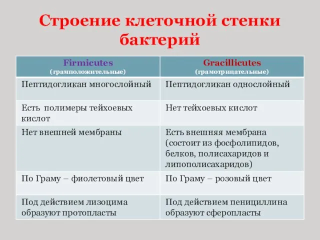 Строение клеточной стенки бактерий