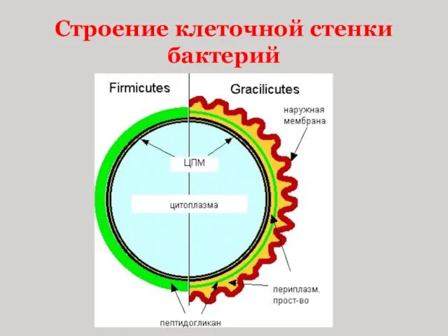 Строение клеточной стенки бактерий