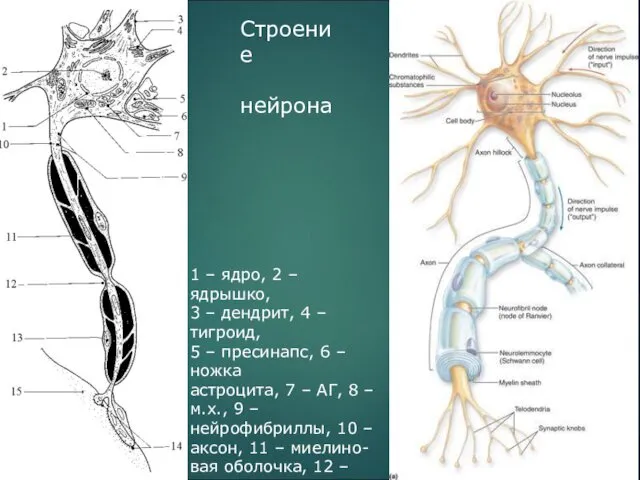 1 – ядро, 2 – ядрышко, 3 – дендрит, 4 – тигроид, 5