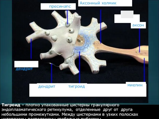 дендрит пресинапс Аксонный холмик аксон тигроид миелин Тигроид – плотно