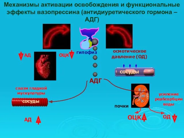 Механизмы активации освобождения и функциональные эффекты вазопрессина (антидиуретического гормона –