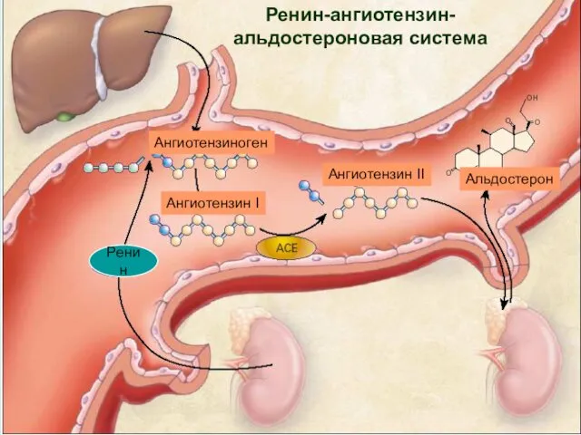 Ангиотензин I Ангиотензин II Альдостерон Ангиотензиноген Ренин Ренин-ангиотензин- альдостероновая система