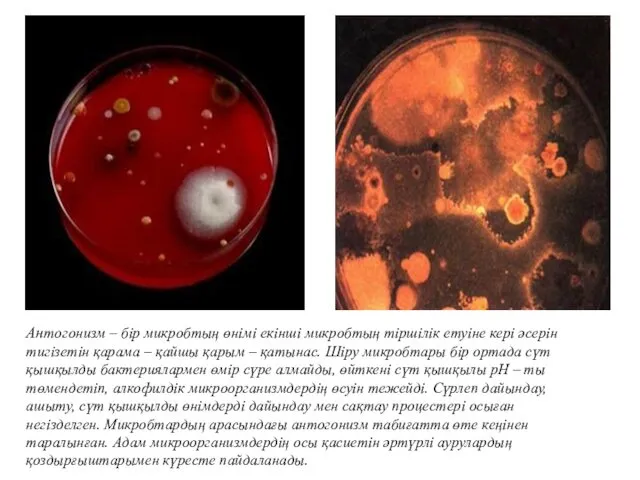 Антогонизм – бір микробтың өнімі екінші микробтың тіршілік етуіне кері