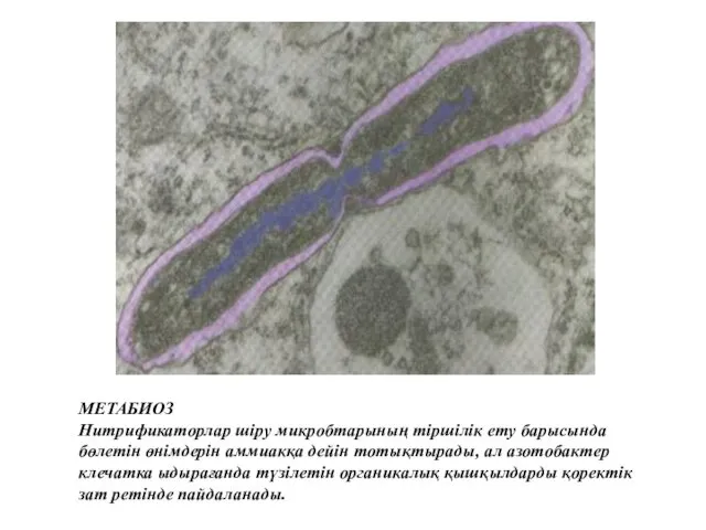 МЕТАБИОЗ Нитрификаторлар шіру микробтарының тіршілік ету барысында бөлетін өнімдерін аммиакқа