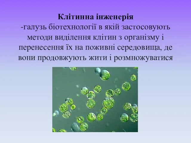 Клітинна інженерія -галузь біотехнології в якій застосовують методи виділення клітин