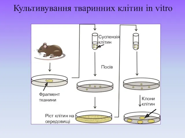 Фрагмент тканини Суспензія клітин Посів Ріст клітин на середовищі Клони клітин Культивування тваринних клітин in vitro