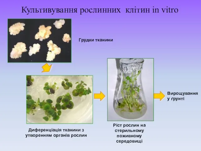 Грудки тканини Диференціація тканини з утворенням органів рослин Ріст рослин