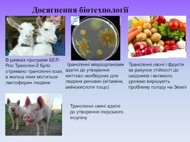 Досягнення біотехнології В рамках програми БЕЛ-Рос Трансген-2 було отримано трансгенні