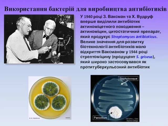 Використання бактерій для виробництва антибіотиків У 1940 році З. Ваксман