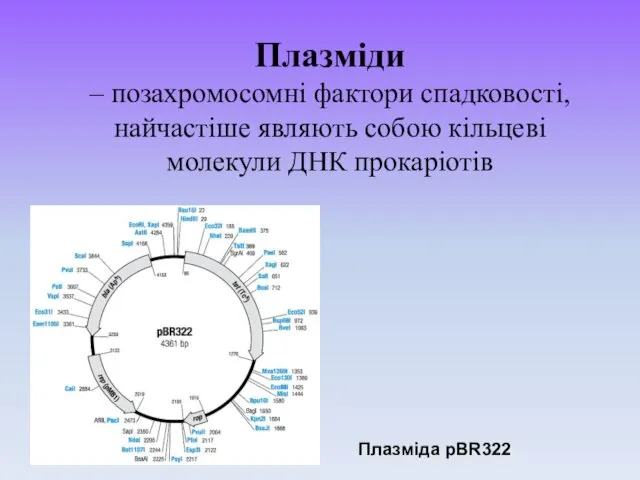 Плазміди – позахромосомні фактори спадковості, найчастіше являють собою кільцеві молекули ДНК прокаріотів Плазміда pBR322