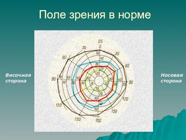 Поле зрения в норме Носовая сторона Височная сторона 55