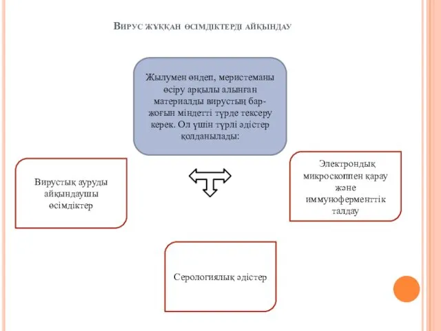 Вирус жұққан өсімдіктерді айқындау Жылумен өндеп, меристеманы өсіру арқылы алынған