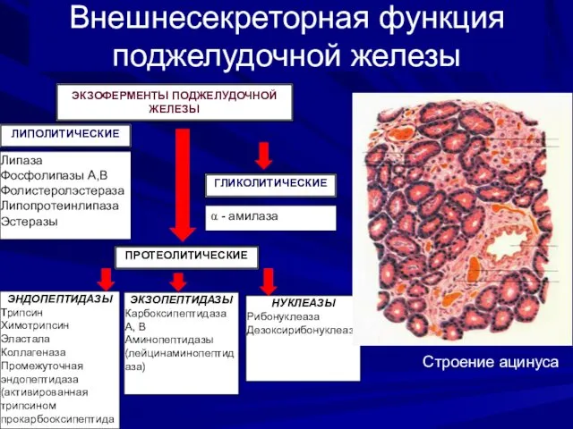 ЛИПОЛИТИЧЕСКИЕ Липаза Фосфолипазы А,В Фолистеролэстераза Липопротеинлипаза Эстеразы α - амилаза