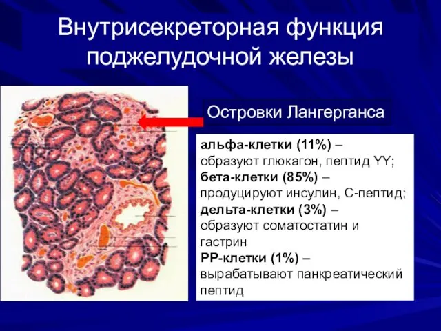 Внутрисекреторная функция поджелудочной железы Островки Лангерганса альфа-клетки (11%) – образуют