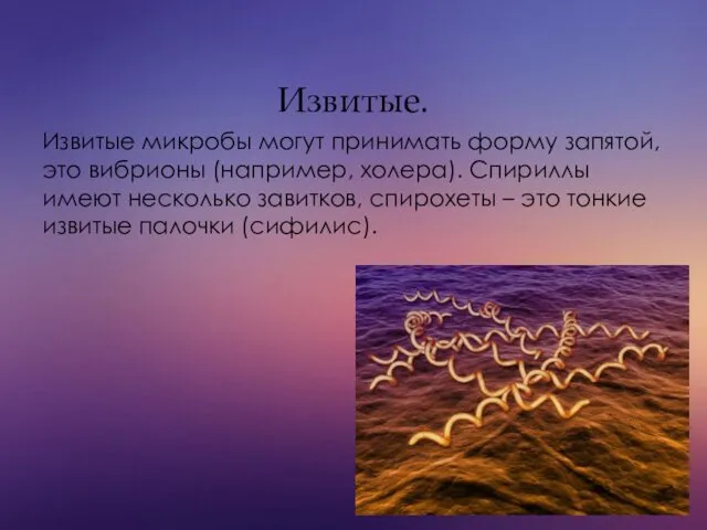 Извитые. Извитые микробы могут принимать форму запятой, это вибрионы (например,