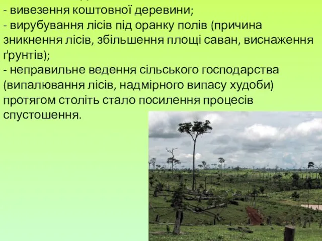 Вплив людини на екологію: - вивезення коштовної деревини; - вирубування