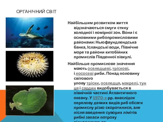 ОРГАНІЧНИЙ СВІТ Найбільшим розвитком життя відзначаються смуги стику холодної і