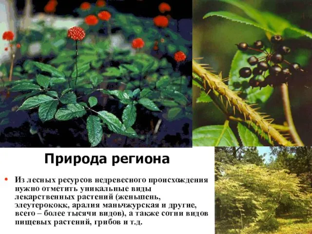 Из лесных ресурсов недревесного происхождения нужно отметить уникальные виды лекарственных растений (женьшень, элеутерококк,
