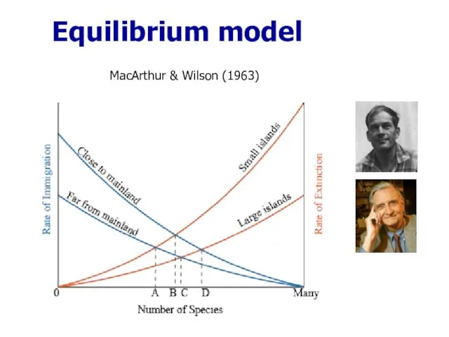 Equilibrium model MacArthur & Wilson (1963)