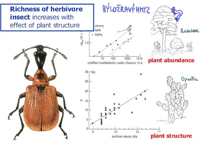 Richness of herbivore insect increases with effect of plant structure plant abundance plant structure