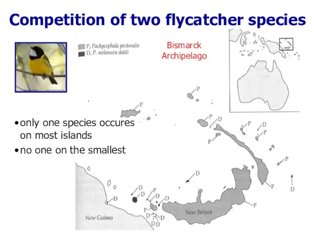 Competition of two flycatcher species Bismarck Archipelago only one species occures on most
