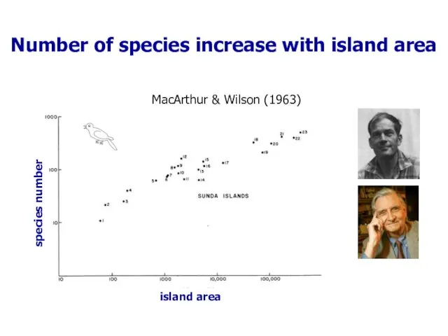 MacArthur & Wilson (1963) Number of species increase with island area island area species number