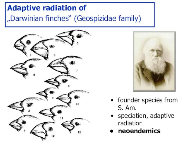 Adaptive radiation of „Darwinian finches“ (Geospizidae family) founder species from S. Am. speciation, adaptive radiation neoendemics