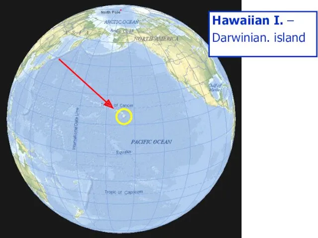 5,1/1,6 Hawaiian I. – Darwinian. island