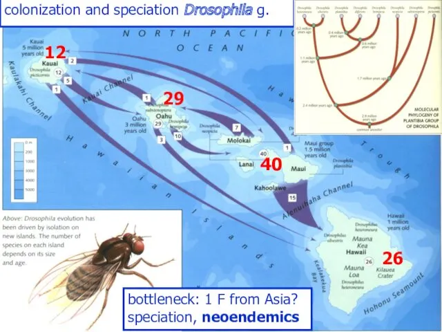 colonization and speciation Drosophila g. bottleneck: 1 F from Asia? speciation, neoendemics 12 29 40 26