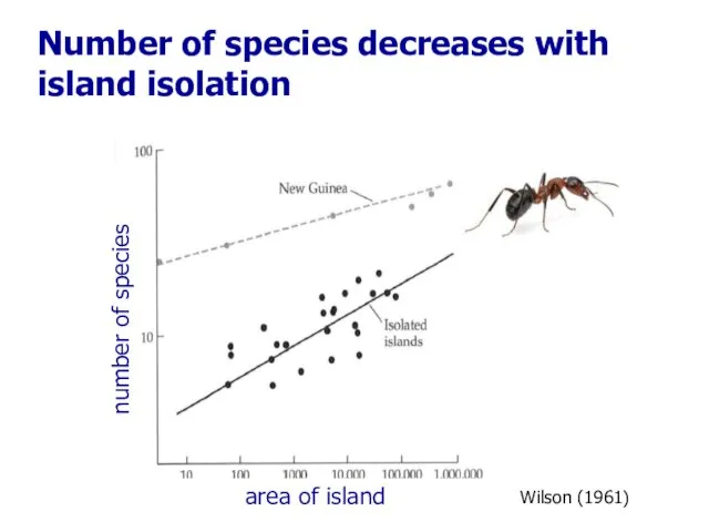 number of species area of island Number of species decreases with island isolation Wilson (1961)