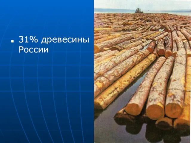 31% древесины России