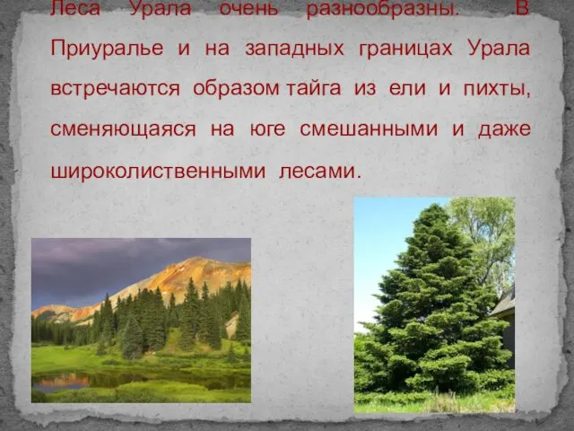 Леса Урала очень разнообразны. В Приуралье и на западных границах