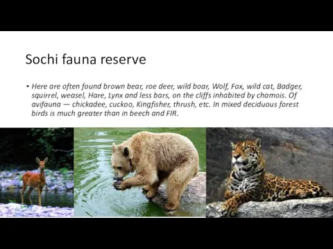 Sochi fauna reserve Here are often found brown bear, roe