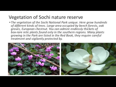 Vegetation of Sochi nature reserve The vegetation of the Sochi