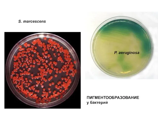 S. marcescens P. aeruginosa ПИГМЕНТООБРАЗОВАНИЕ у бактерий