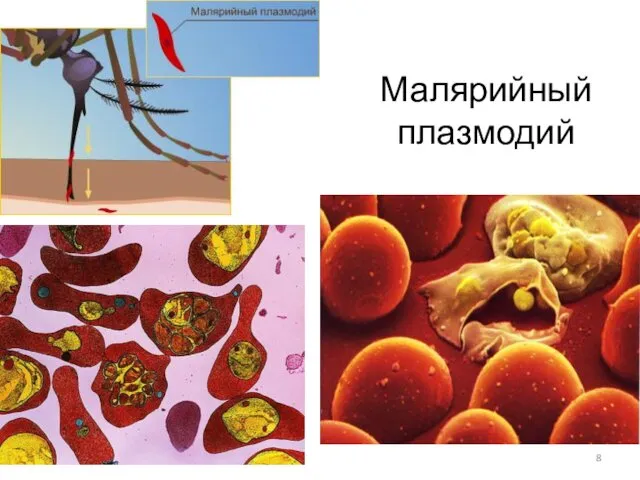 Малярийный плазмодий