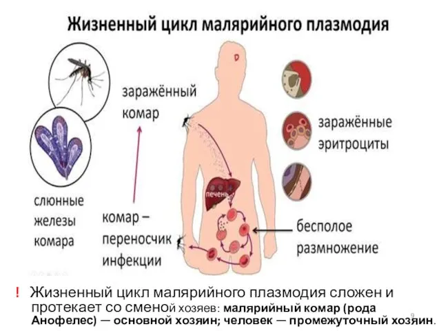 ! Жизненный цикл малярийного плазмодия сложен и протекает со сменой