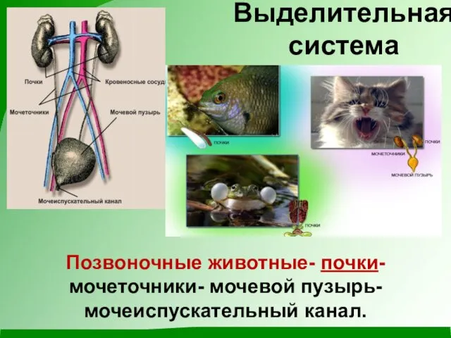 Выделительная система Позвоночные животные- почки- мочеточники- мочевой пузырь-мочеиспускательный канал.