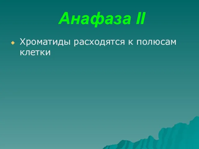 Анафаза II Хроматиды расходятся к полюсам клетки