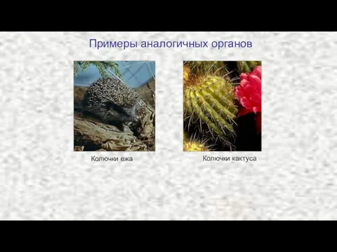 Примеры аналогичных органов Колючки кактуса Колючки ежа