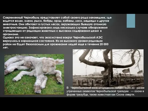 Современный Чернобыль представляет собой своего рода заповедник, где водятся волки, олени, рыси, бобры,