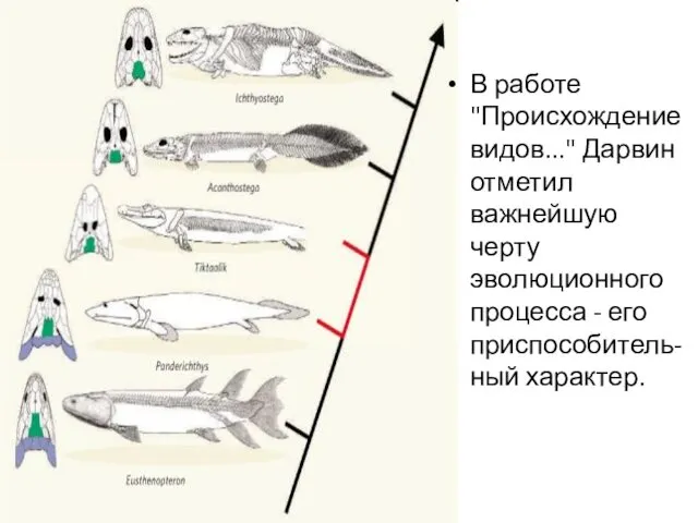 В работе "Происхождение видов..." Дарвин отметил важнейшую черту эволюционного процесса - его приспособитель-ный характер.