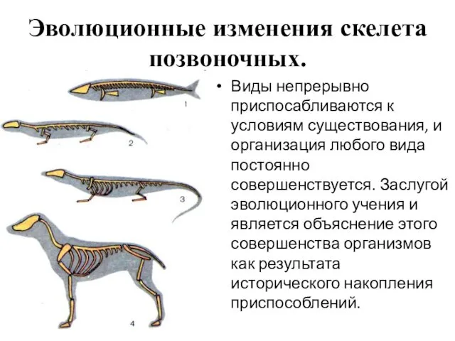 Эволюционные изменения скелета позвоночных. Виды непрерывно приспосабливаются к условиям существования,